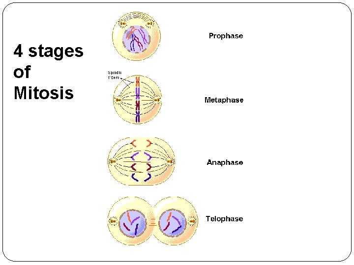 4 stages of Mitosis 