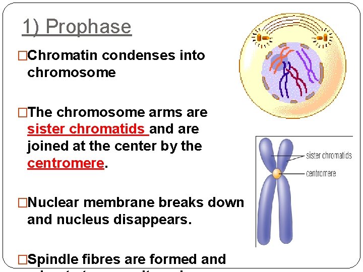 1) Prophase �Chromatin condenses into chromosome �The chromosome arms are sister chromatids and are