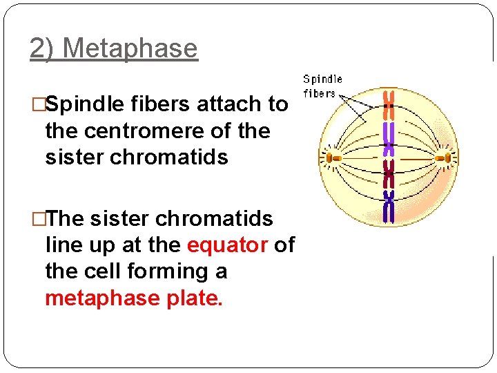2) Metaphase �Spindle fibers attach to the centromere of the sister chromatids �The sister