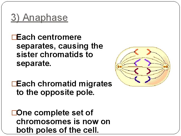 3) Anaphase �Each centromere separates, causing the sister chromatids to separate. �Each chromatid migrates