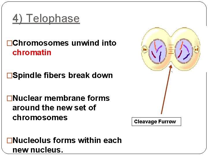 4) Telophase �Chromosomes unwind into chromatin �Spindle fibers break down �Nuclear membrane forms around