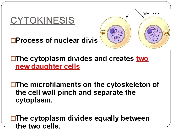 CYTOKINESIS �Process of nuclear division �The cytoplasm divides and creates two new daughter cells