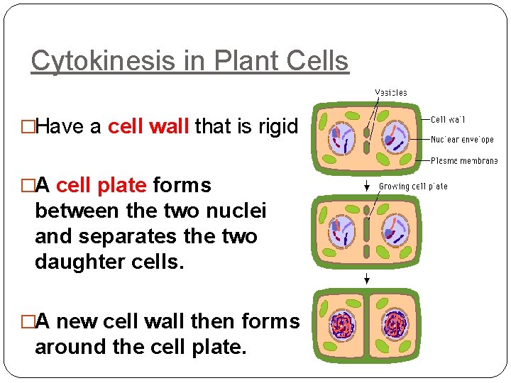 Cytokinesis in Plant Cells �Have a cell wall that is rigid �A cell plate