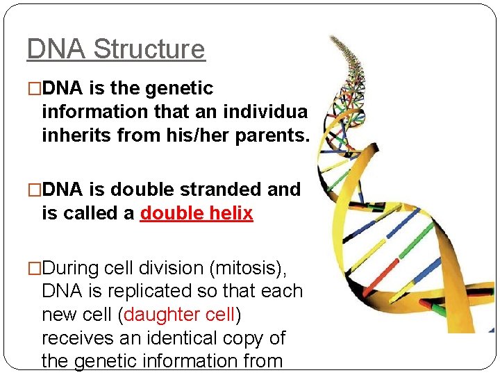 DNA Structure �DNA is the genetic information that an individual inherits from his/her parents.