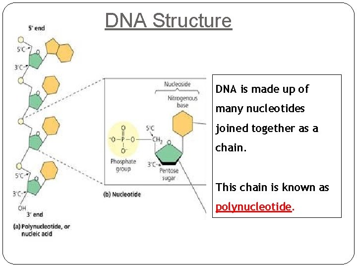 DNA Structure DNA is made up of many nucleotides joined together as a chain.