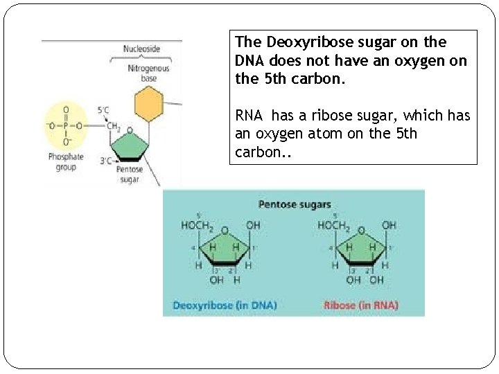 The Deoxyribose sugar on the DNA does not have an oxygen on the 5
