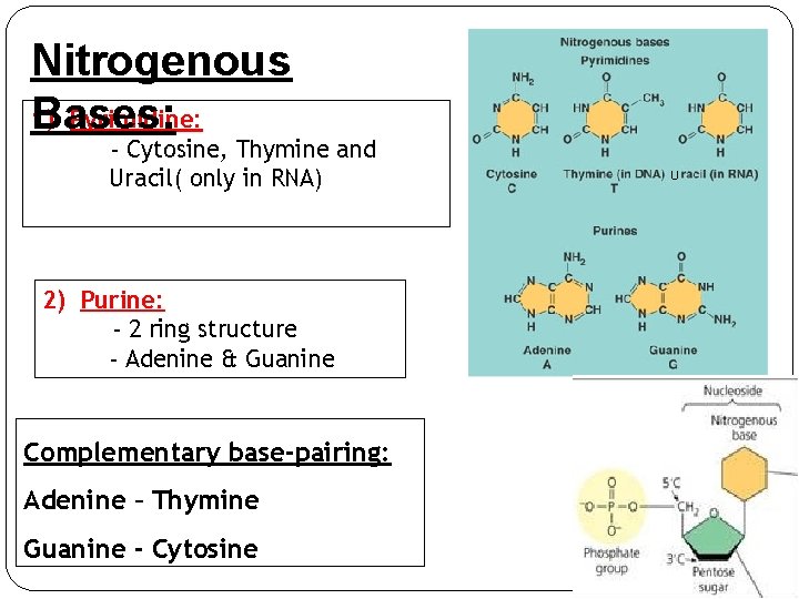 Nitrogenous 1) Pyrimidine: Bases: - Cytosine, Thymine and Uracil( only in RNA) 2) Purine: