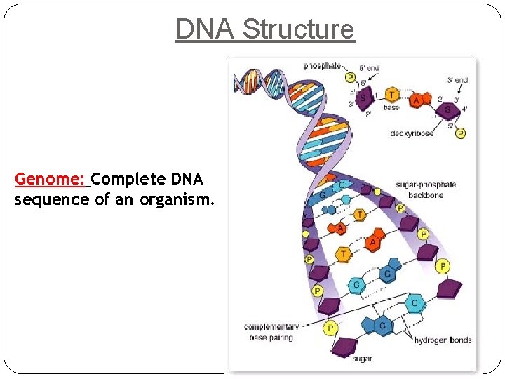 DNA Structure Genome: Complete DNA sequence of an organism. 