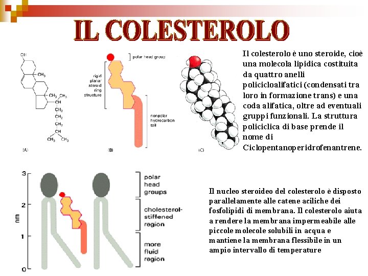 Il colesterolo è uno steroide, cioè una molecola lipidica costituita da quattro anelli policicloalifatici