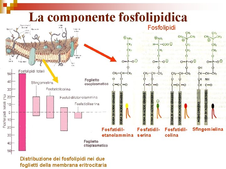 La componente fosfolipidica Fosfolipidi Fosfatidiletanolammina serina Distribuzione dei fosfolipidi nei due foglietti della membrana