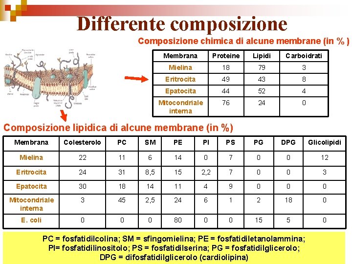 Differente composizione Composizione chimica di alcune membrane (in % ) Membrana Proteine Lipidi Carboidrati