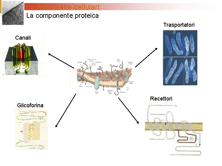 Le Membrane cellulari: La componente proteica La membrana plasmatica Trasportatori Canali Recettori Glicoforina 