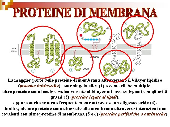 La maggior parte delle proteine di membrana attraversano il bilayer lipidico (proteine intrinseche) come