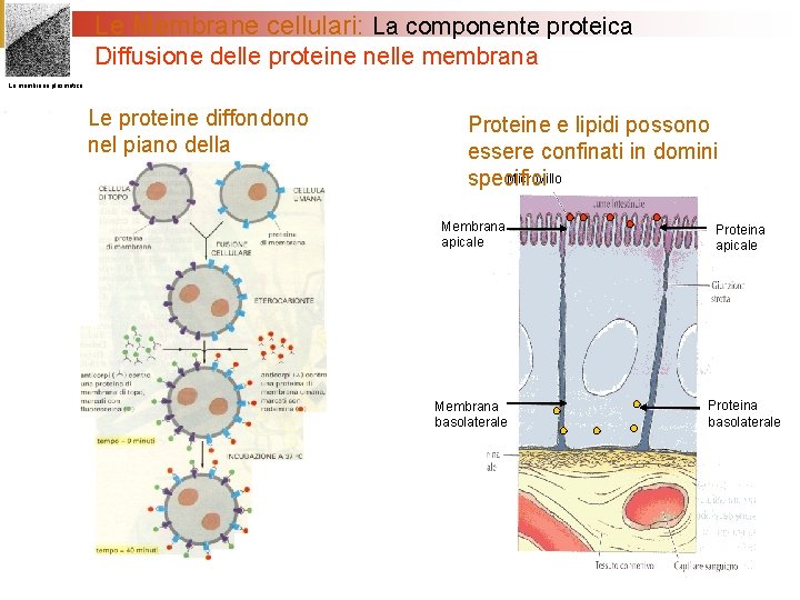Le Membrane cellulari: La componente proteica Diffusione delle proteine nelle membrana La membrana plasmatica