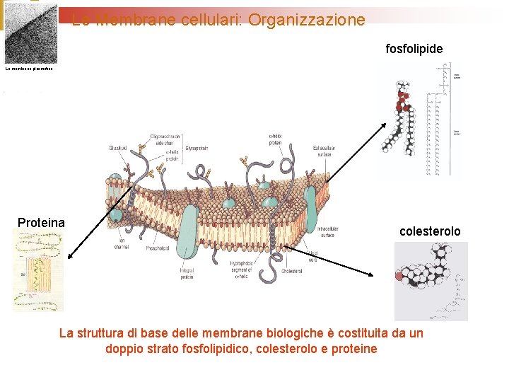 Le Membrane cellulari: Organizzazione fosfolipide La membrana plasmatica Proteina colesterolo La struttura di base
