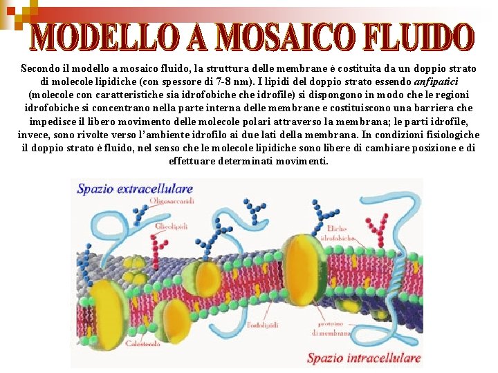 Secondo il modello a mosaico fluido, la struttura delle membrane è costituita da un