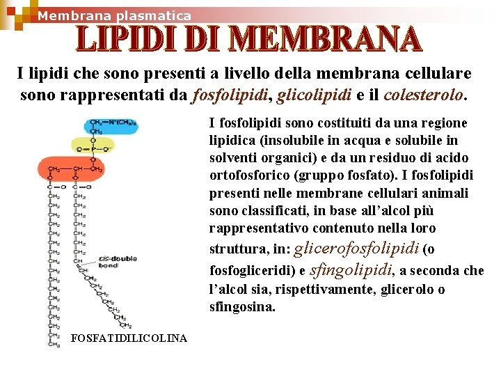 Membrana plasmatica I lipidi che sono presenti a livello della membrana cellulare sono rappresentati