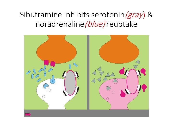 Sibutramine inhibits serotonin(gray ) & noradrenaline(blue) reuptake 