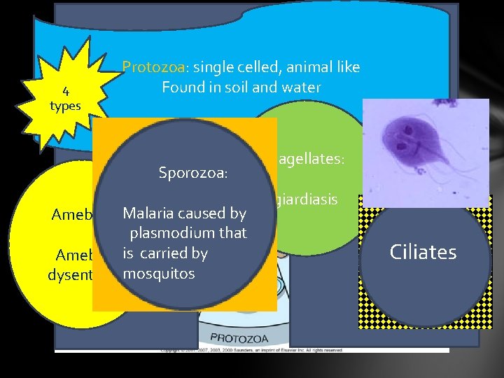 4 types Protozoa: single celled, animal like Found in soil and water Sporozoa: Amebas: