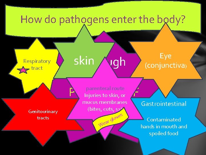 How do pathogens enter the body? Respiratory tract Genitourinary tracts skin Through Eye (conjunctiva)
