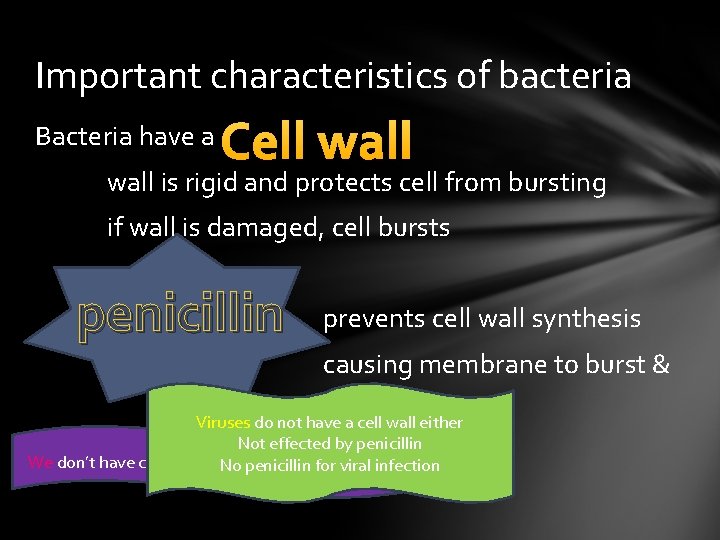 Important characteristics of bacteria Bacteria have a Cell wall is rigid and protects cell