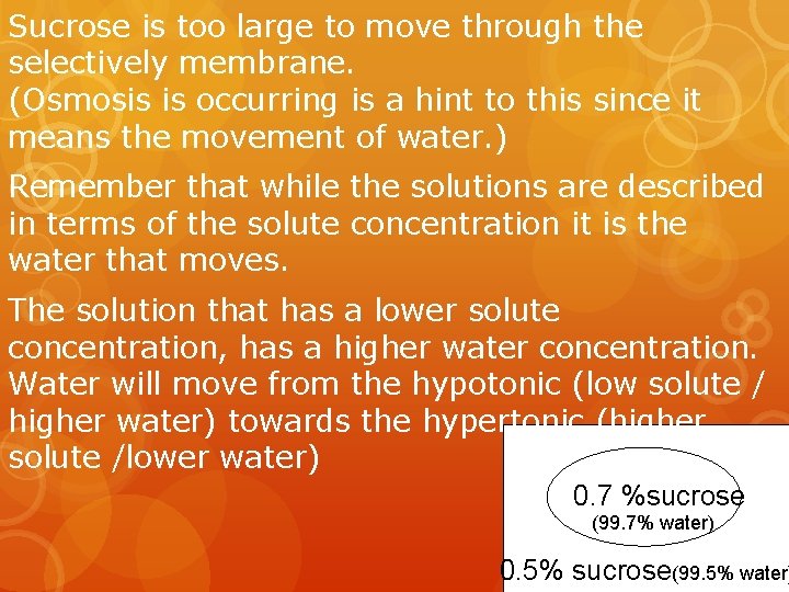Sucrose is too large to move through the selectively membrane. (Osmosis is occurring is