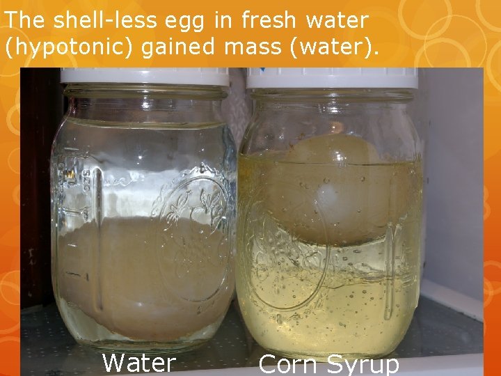 The shell-less egg in fresh water (hypotonic) gained mass (water). Water Corn Syrup 