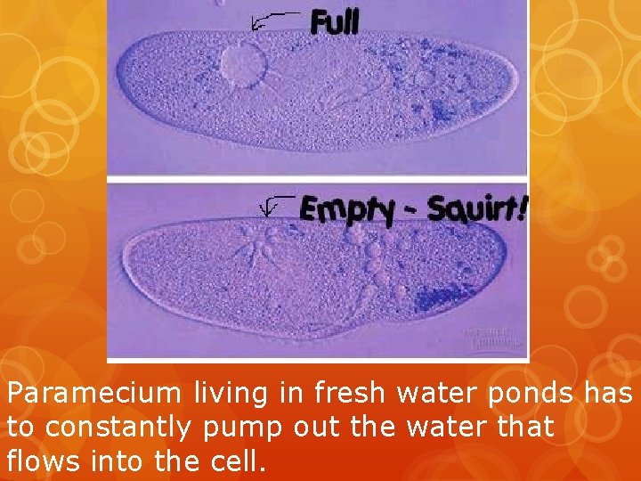 Paramecium living in fresh water ponds has to constantly pump out the water that