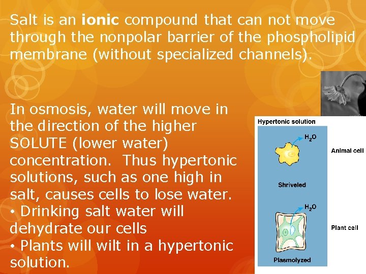 Salt is an ionic compound that can not move through the nonpolar barrier of