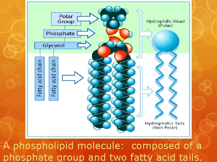 A phospholipid molecule: composed of a phosphate group and two fatty acid tails. 