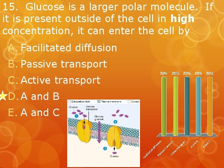 15. Glucose is a larger polar molecule. If it is present outside of the