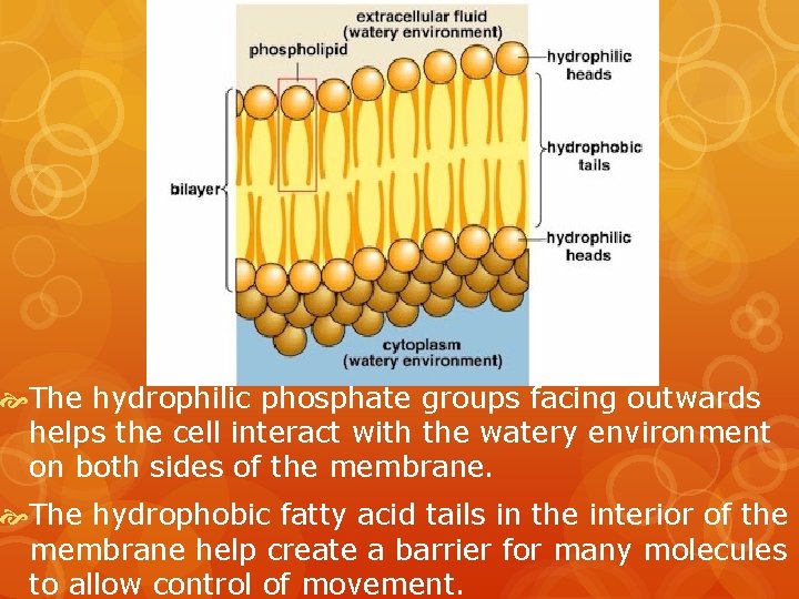  The hydrophilic phosphate groups facing outwards helps the cell interact with the watery