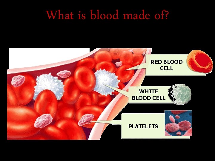 What is blood made of? RED BLOOD CELL WHITE BLOOD CELL PLATELETS 