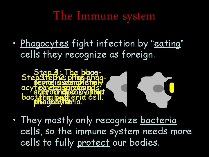 The Immune system • Phagocytes fight infection by “eating” cells they recognize as foreign.