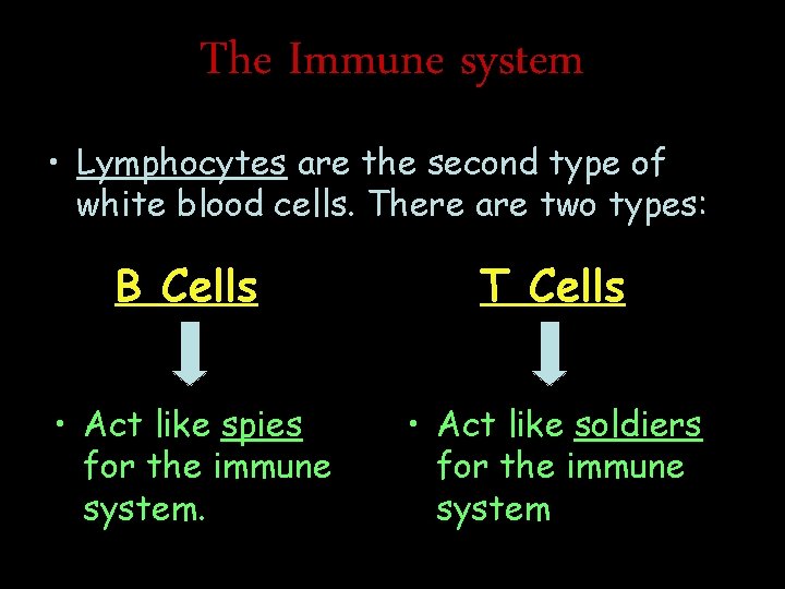 The Immune system • Lymphocytes are the second type of white blood cells. There