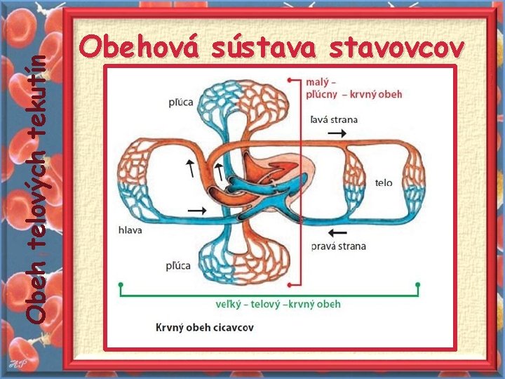 Obeh telových tekutín Obehová sústava stavovcov 