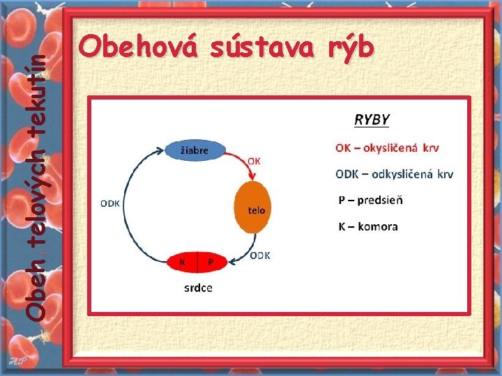 Obeh telových tekutín Obehová sústava rýb 