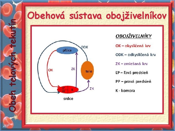 Obeh telových tekutín Obehová sústava obojživelníkov 