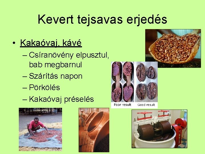 Kevert tejsavas erjedés • Kakaóvaj, kávé – Csíranövény elpusztul, bab megbarnul – Szárítás napon