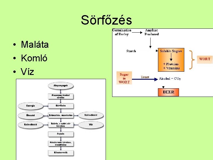 Sörfőzés • Maláta • Komló • Víz 