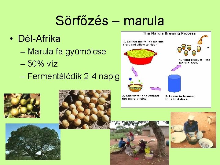 Sörfőzés – marula • Dél-Afrika – Marula fa gyümölcse – 50% víz – Fermentálódik