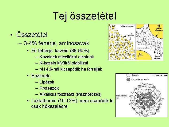 Tej összetétel • Összetétel – 3 -4% fehérje, aminosavak • Fő fehérje: kazein (88