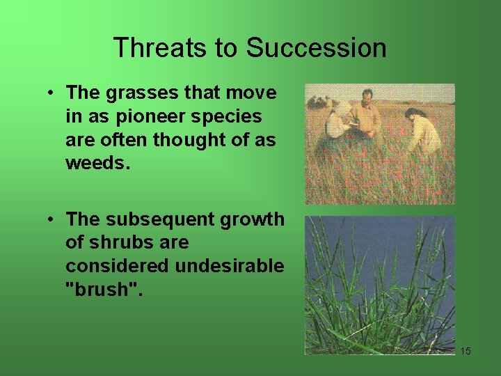 Threats to Succession • The grasses that move in as pioneer species are often