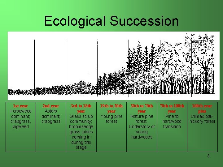 Ecological Succession 1 st year Horseweed dominant; crabgrass, pigweed 2 nd year Asters dominant;