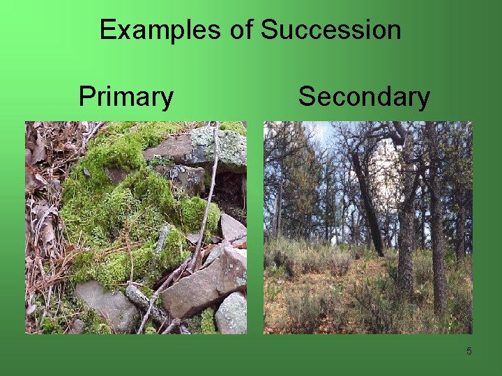 Examples of Succession Primary Secondary 5 