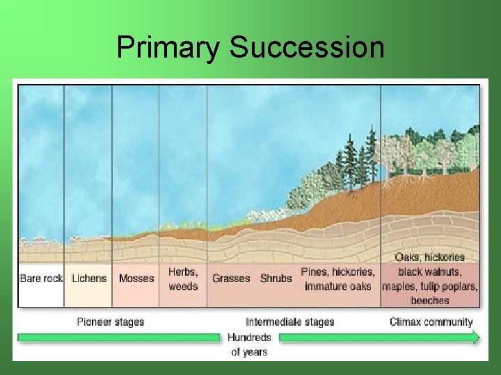 Primary Succession 6/5/03 M-DCC / PCB 2340 C 7 