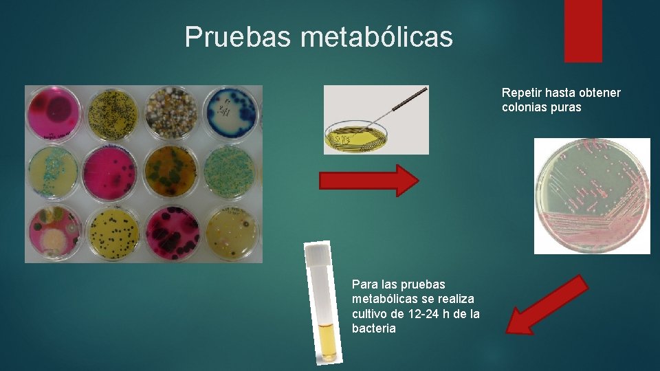 Pruebas metabólicas Repetir hasta obtener colonias puras Para las pruebas metabólicas se realiza cultivo
