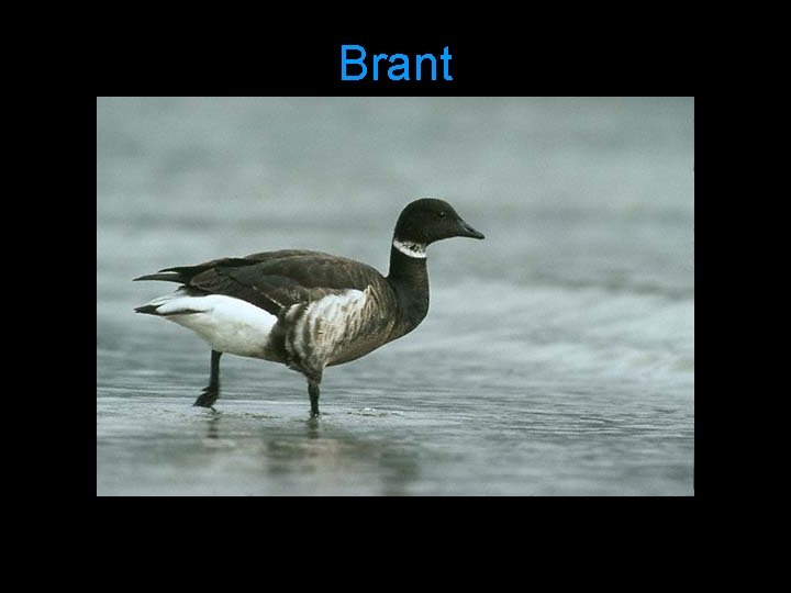 Brant 