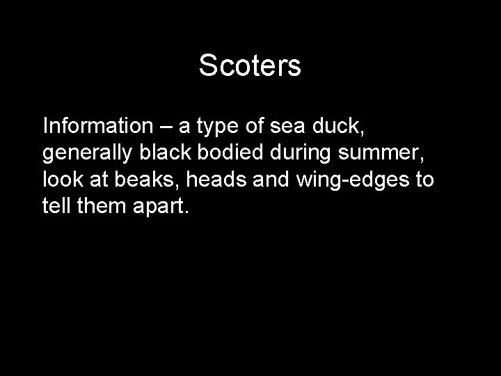 Scoters Information – a type of sea duck, generally black bodied during summer, look