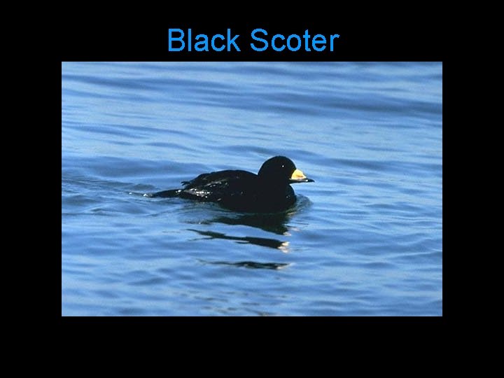 Black Scoter 